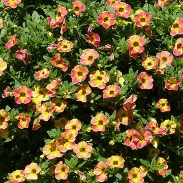 Calibrachoa Chamaeleon Sunshine Berry - Mini petunia