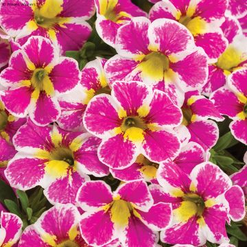 Calibrachoa Superbells Holy Cow - Mini petunia
