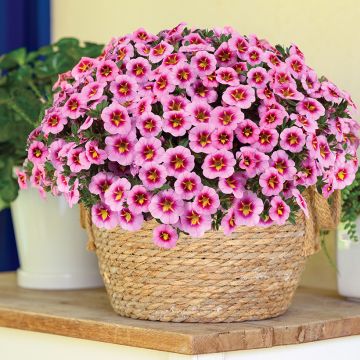 Calibrachoa Lia Spark Pink - Mini petunia