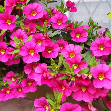 Calibrachoa Noa Bubblegum - Mini petunia