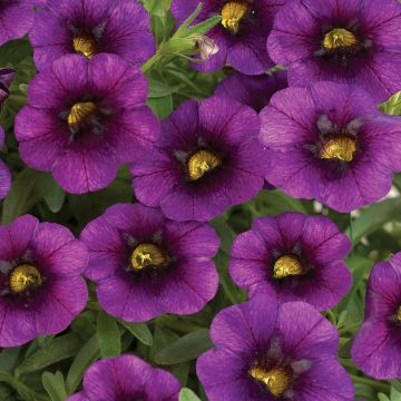 Calibrachoa Noa Ultra Purple - Mini petunia