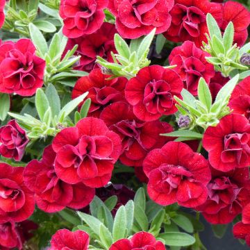 Calibrachoa Superbells Double Ruby - Mini petunia