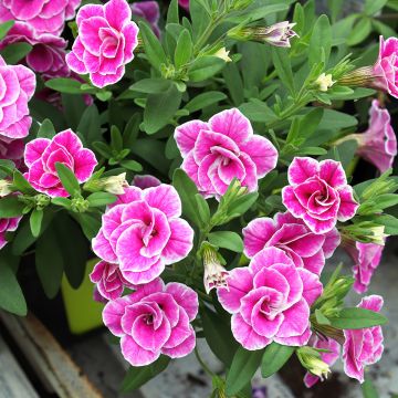 Calibrachoa Superbells Sweet Love - Mini petunia
