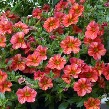 Calibrachoa Superbells Tropical Sunrise - Mini petunia