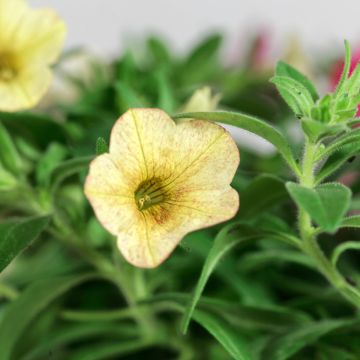 Calibrachoa Sweet Bells Bronze Lemon - Mini petunia