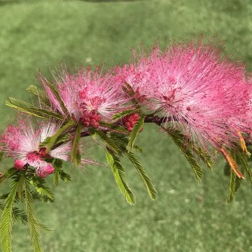 Calliandra surinamensis Dixie Pink - Surinaamse poederkwast