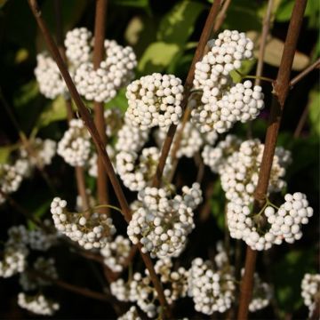 Callicarpa Magical Snowstar - Schoonvrucht
