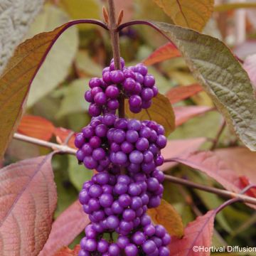 Callicarpa Imperial Pearl - Schoonvrucht