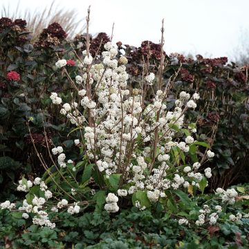 Callicarpa Magical Snowqueen - Schoonvrucht