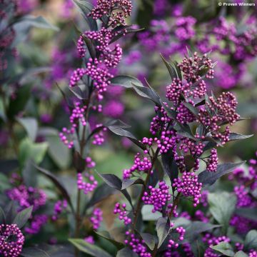Callicarpa Pearl Glam - Schoonvrucht