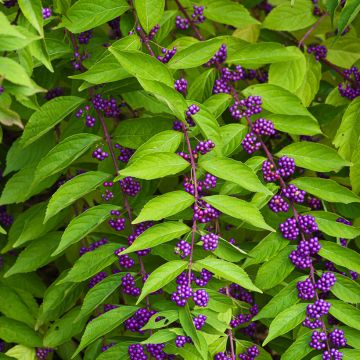 Callicarpa dichotoma - Schoonvrucht
