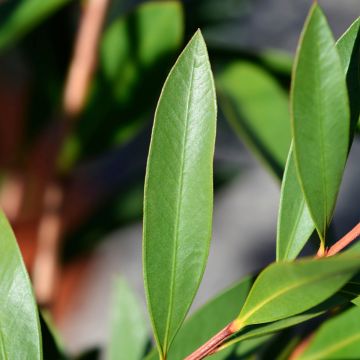 Callistemon Inferno - Lampenpoetser