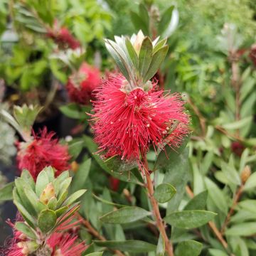 Callistemon masotti Mini Red - Lampenpoetser