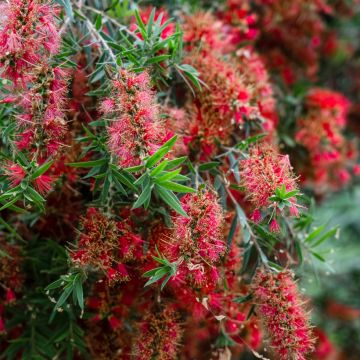 Callistemon viminalis Captain Cook - Lampenpoetser
