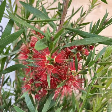 Callistemon viminalis Hannah Ray - Lampenpoetser