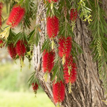 Callistemon viminalis - Lampenpoetser