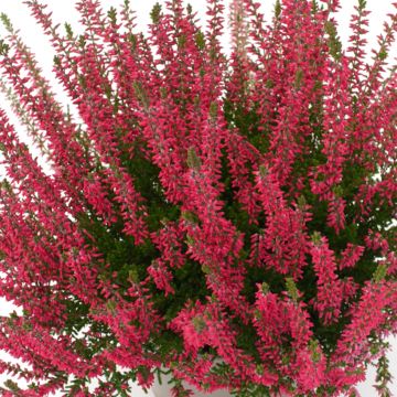 Calluna vulgaris Garden Girls Franca - Zomerheide