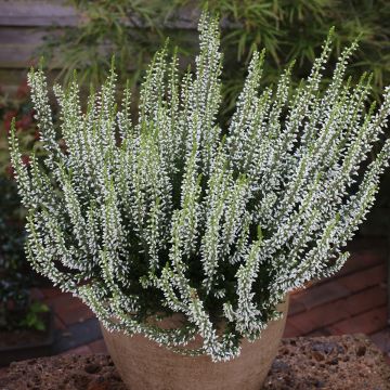 Calluna vulgaris Garden Girls Helena - Zomerheide