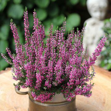 Calluna Garden Girls Lilli - Zomerheide
