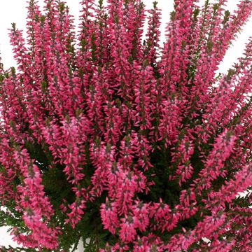 Calluna Garden Girls Lioba - Zomerheide