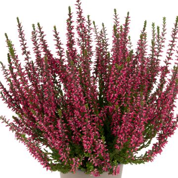 Calluna vulgaris Garden Girls Martina - Zomerheide