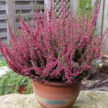 Calluna Garden Girls Rosita - Zomerheide