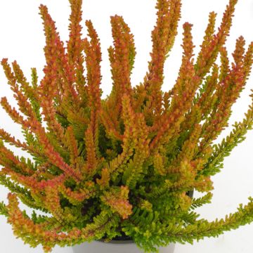 Calluna Garden Girls Zoe - Zomerheide