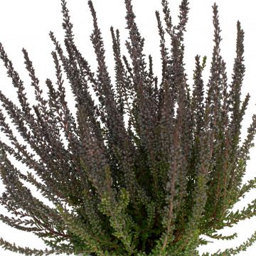 Calluna Garden Girls Zulu - Zomerheide