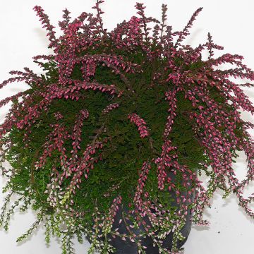 Calluna vulgaris Rasta Girls Maïté - Zomerheide