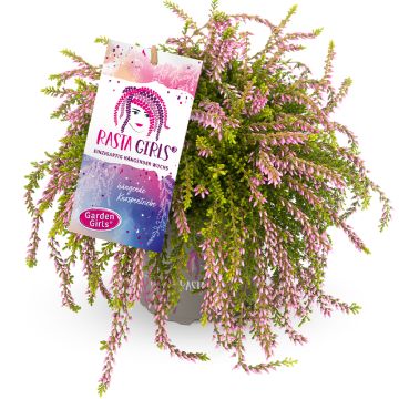 Calluna vulgaris Rasta Girls Rosa Claire - Zomerheide