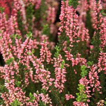 Calluna Garden Girls Gina - Zomerheide