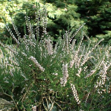 Calluna vulgaris Alba - Zomerheide