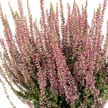 Calluna vulgaris Rena bio - Zomerheide