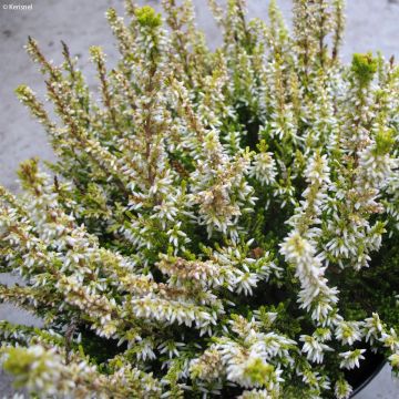 Calluna vulgaris Sandy - Zomerheide
