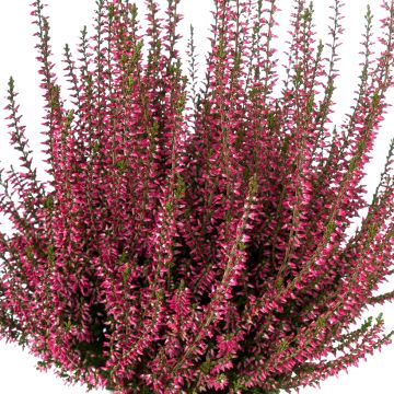 Calluna vulgaris Selma - Zomerheide