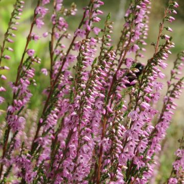 Calluna vulgaris Tib - Zomerheide