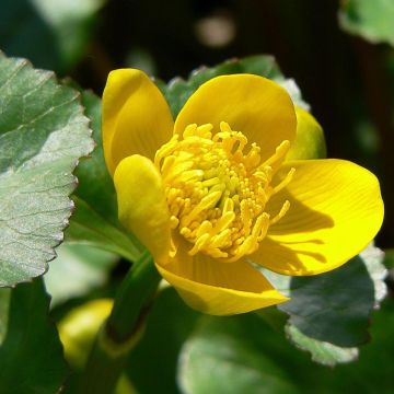 Caltha palustris Polypetala - Dotterbloem