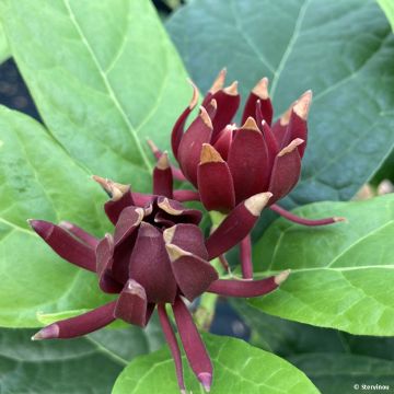 Calycanthus floridus Michael Lindsay - Specerijstruik