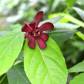 Calycanthus raulstonii Hartlage Wine - Specerijstruik