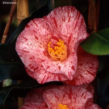 Camélia Betty Foy Sanders - Japanse camelia