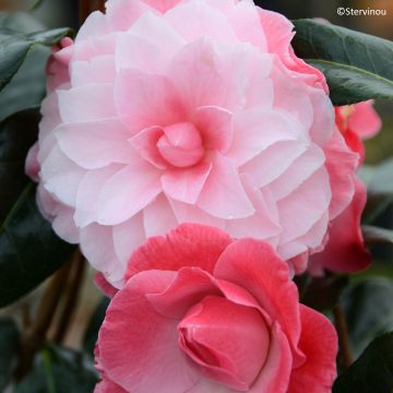 Camellia x williamsii Buttons N Bows - Williamsii-camelia