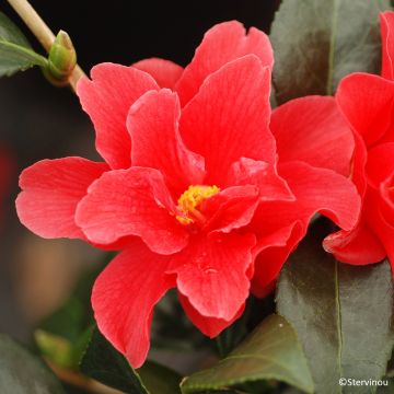 Camellia x williamsii Freedom Bell - Williamsii-camelia