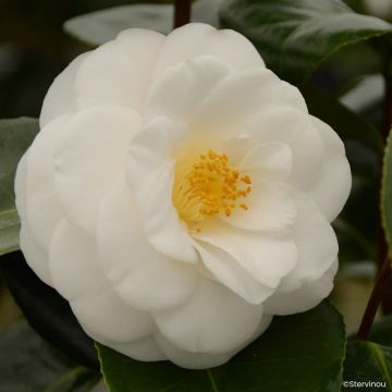 Camellia japonica Janet Waterhouse - Japanse camelia