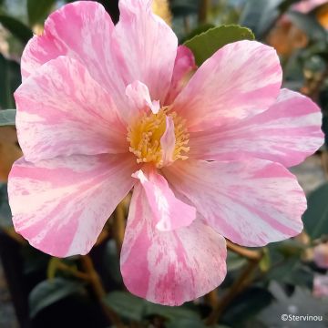 Camellia sasanqua Ashtar - Herfstcamelia