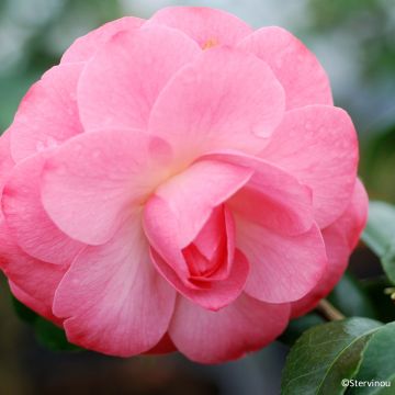 Camellia Autumn Jewel - Japanse roos