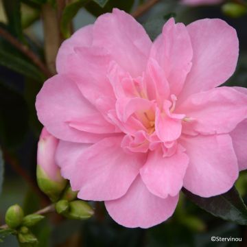 Camellia hiemalis Elfin