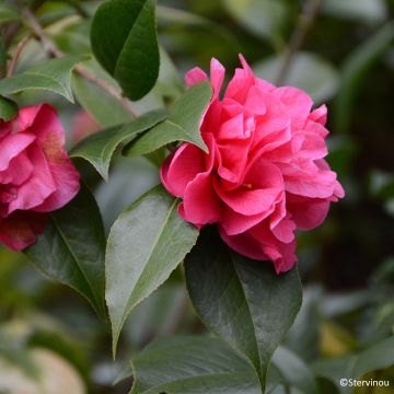 Camellia Parillumination
