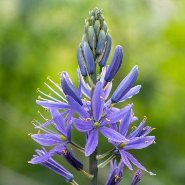 Camassia quamash Blue Melody - Prairielelie