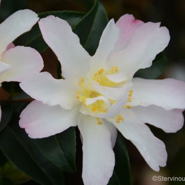 Camellia sasanqua Frosted Star - Herfstcamelia