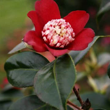 Camellia japonica Lipstick - Japanse camelia